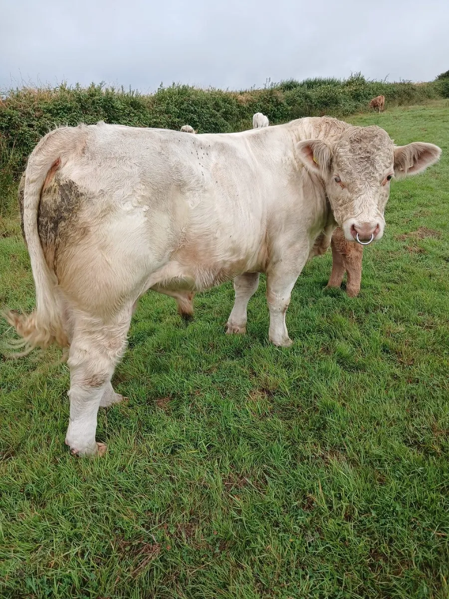 PBR CH Bull - Image 2