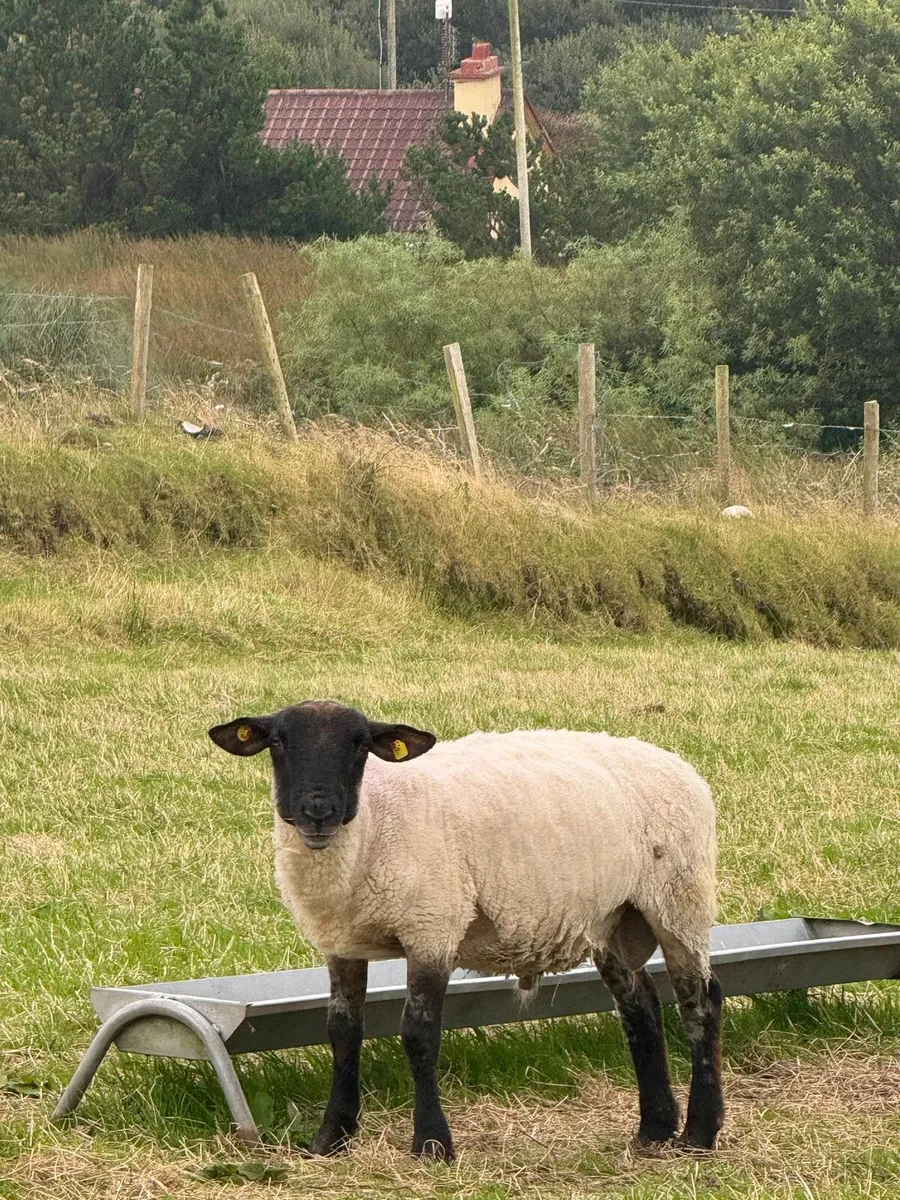 Suffolk and Milford Ram - Image 1