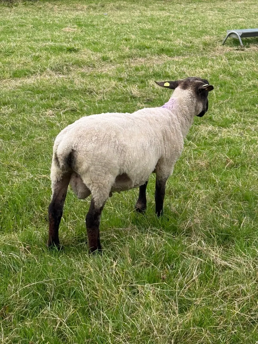 Suffolk and Milford Ram - Image 2