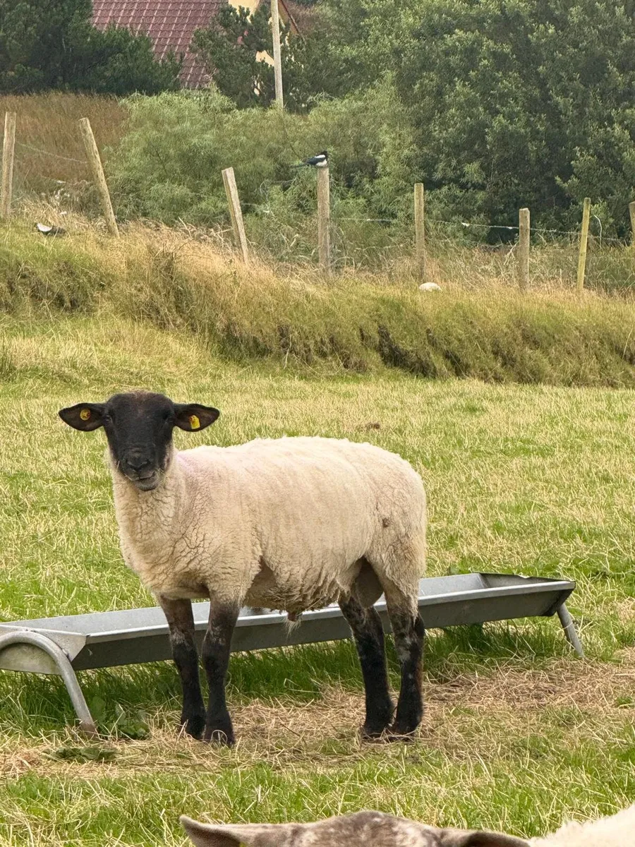 Suffolk and Milford Ram - Image 3