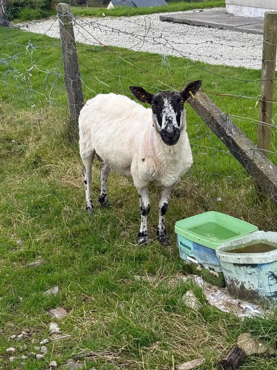 Suffolk and Milford Ram - Image 4
