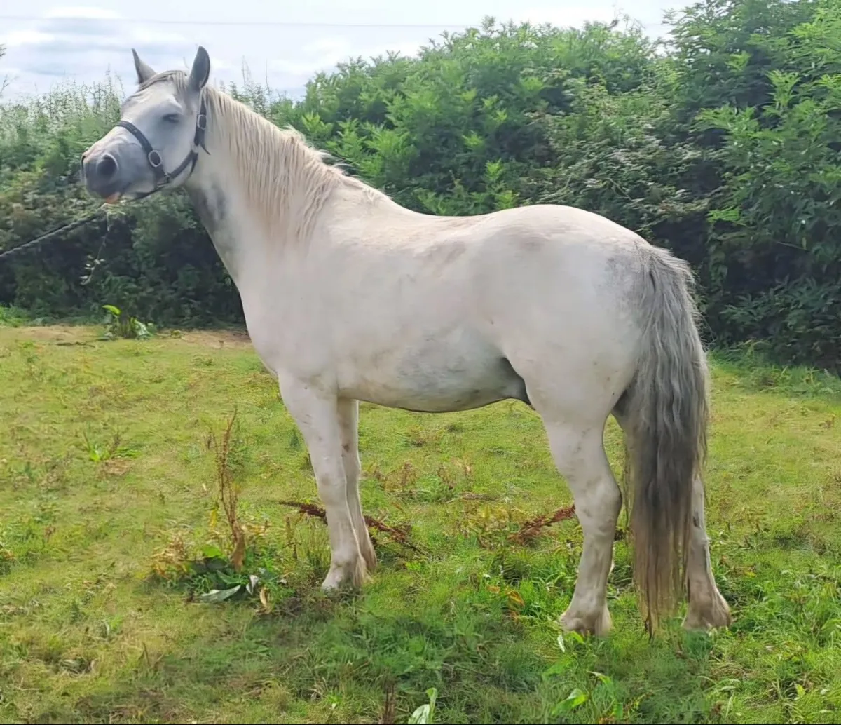 Cob for Sale