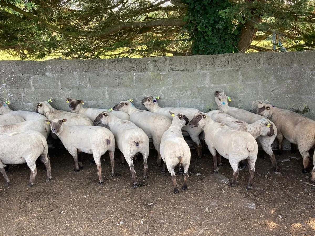 Pedigree Vendeen Shearling Ewes - Image 2