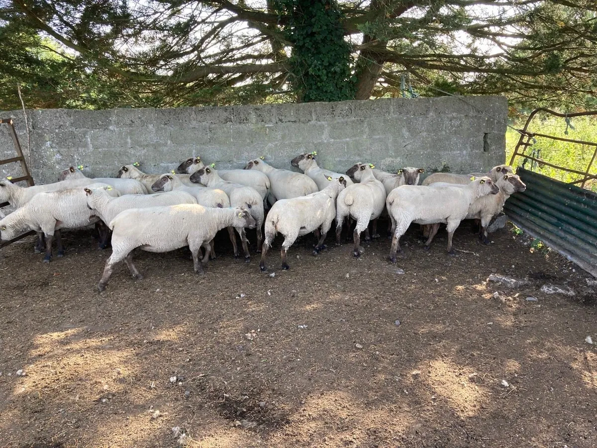 Pedigree Vendeen Shearling Ewes - Image 3