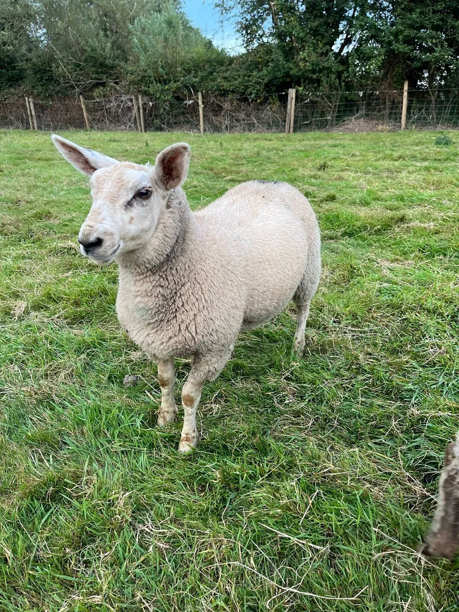 Texel X ewe lambs - Image 3