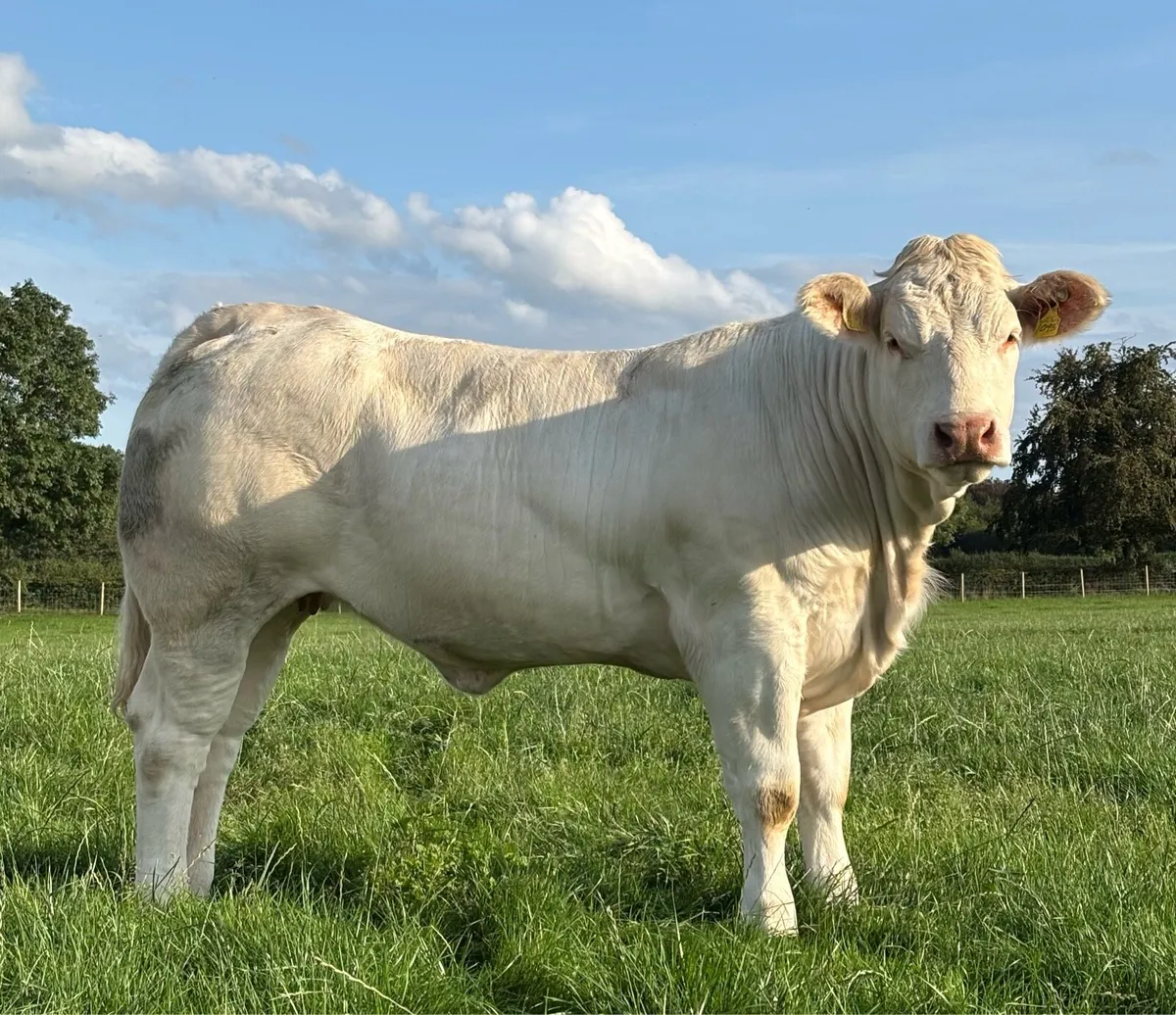 Pedigree Charloais Females - Image 1