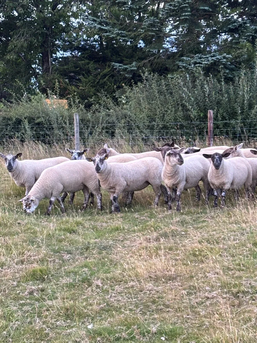 Hoggets - Image 2