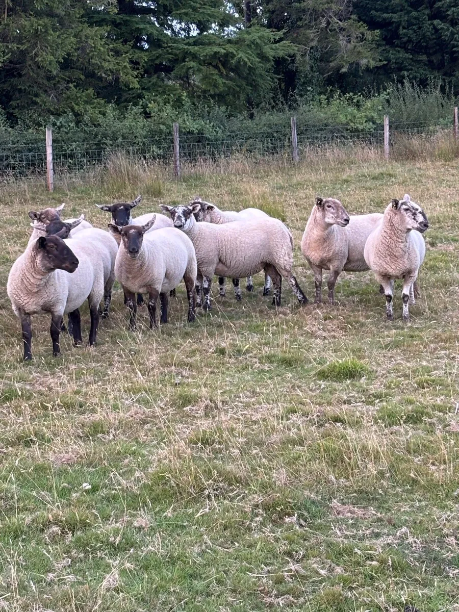 Hoggets - Image 3