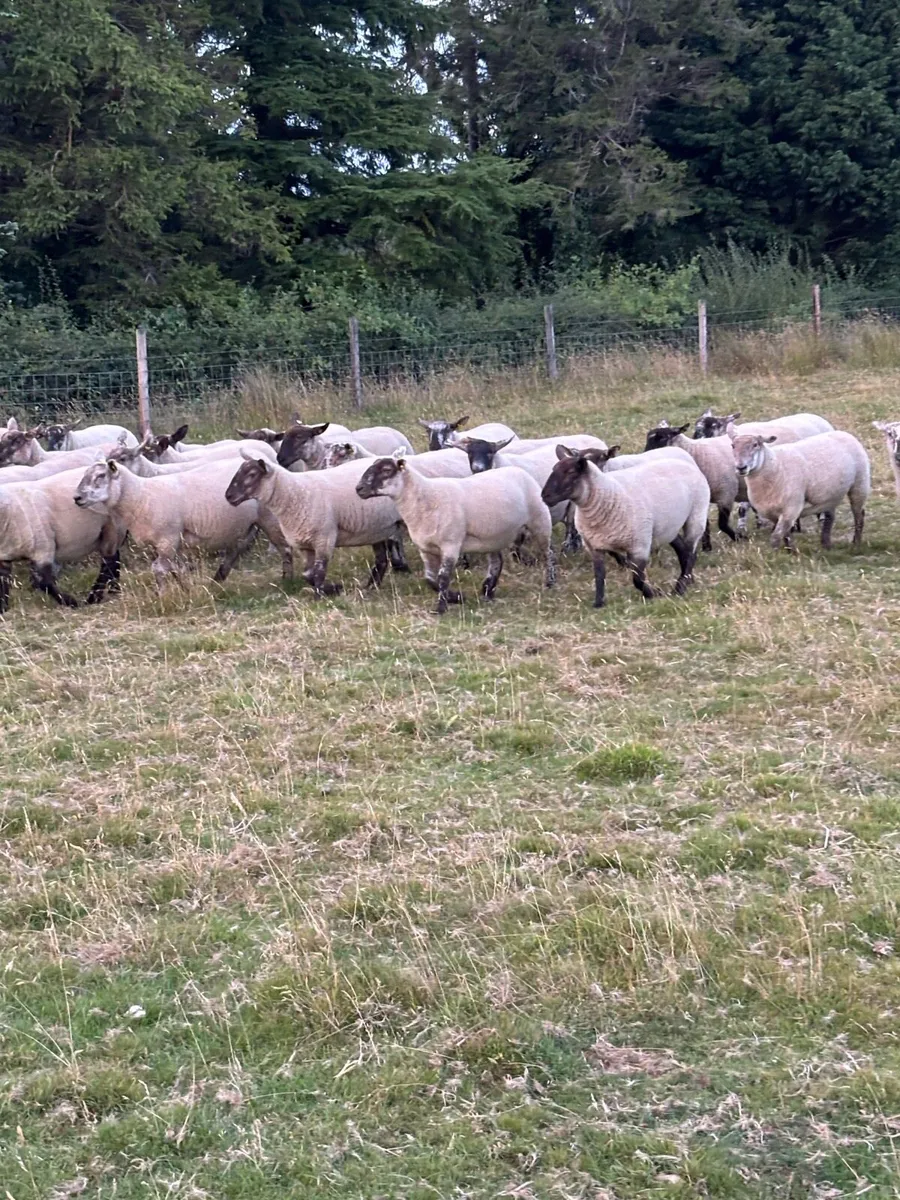 Hoggets - Image 4
