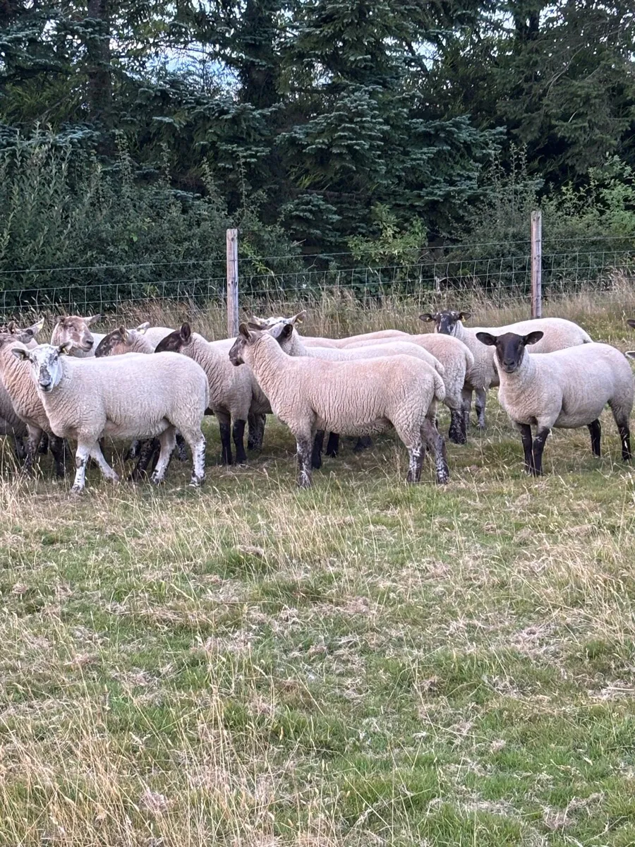 Hoggets - Image 1