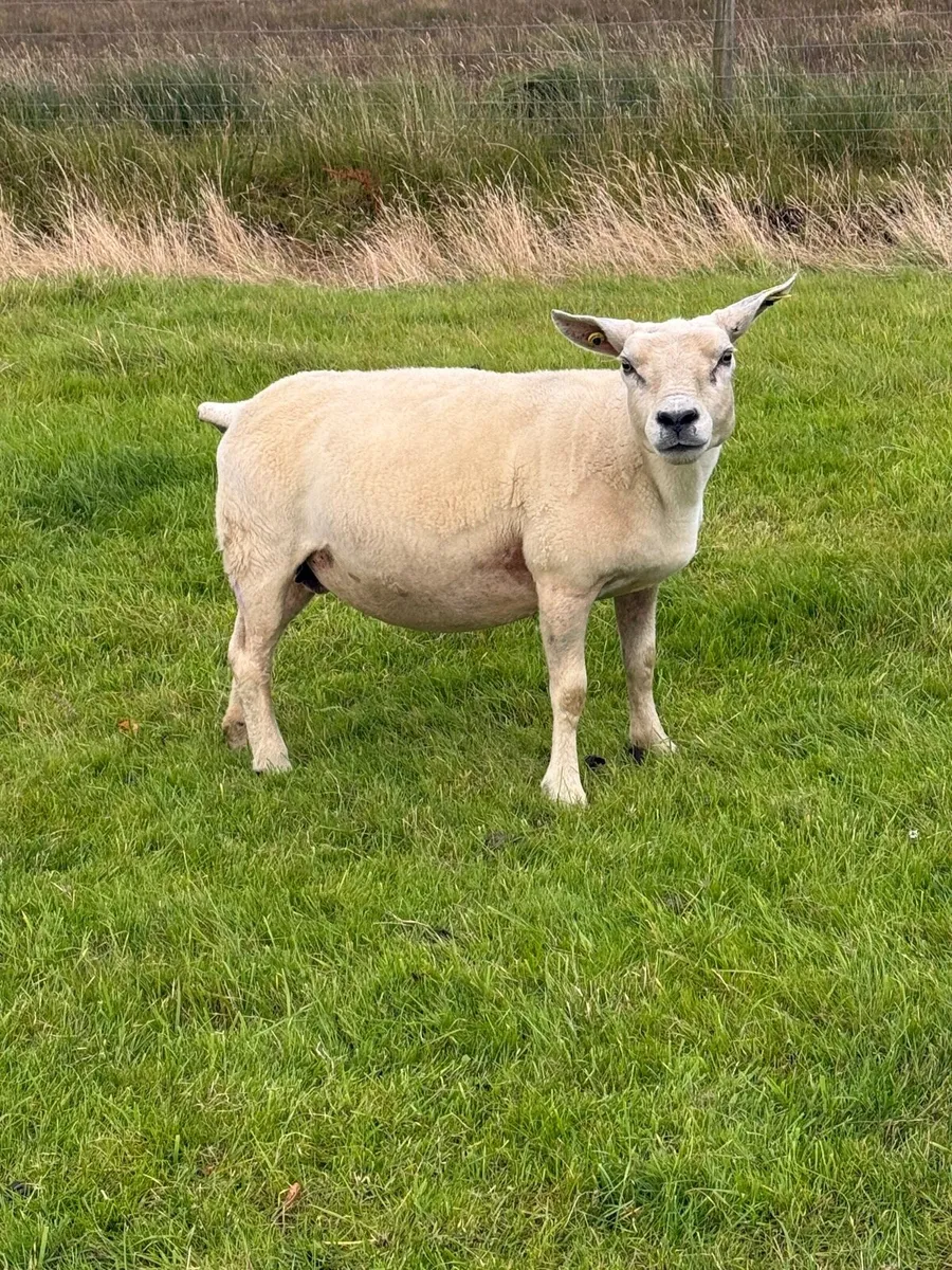 Texel X Breeding Ewes - Image 1