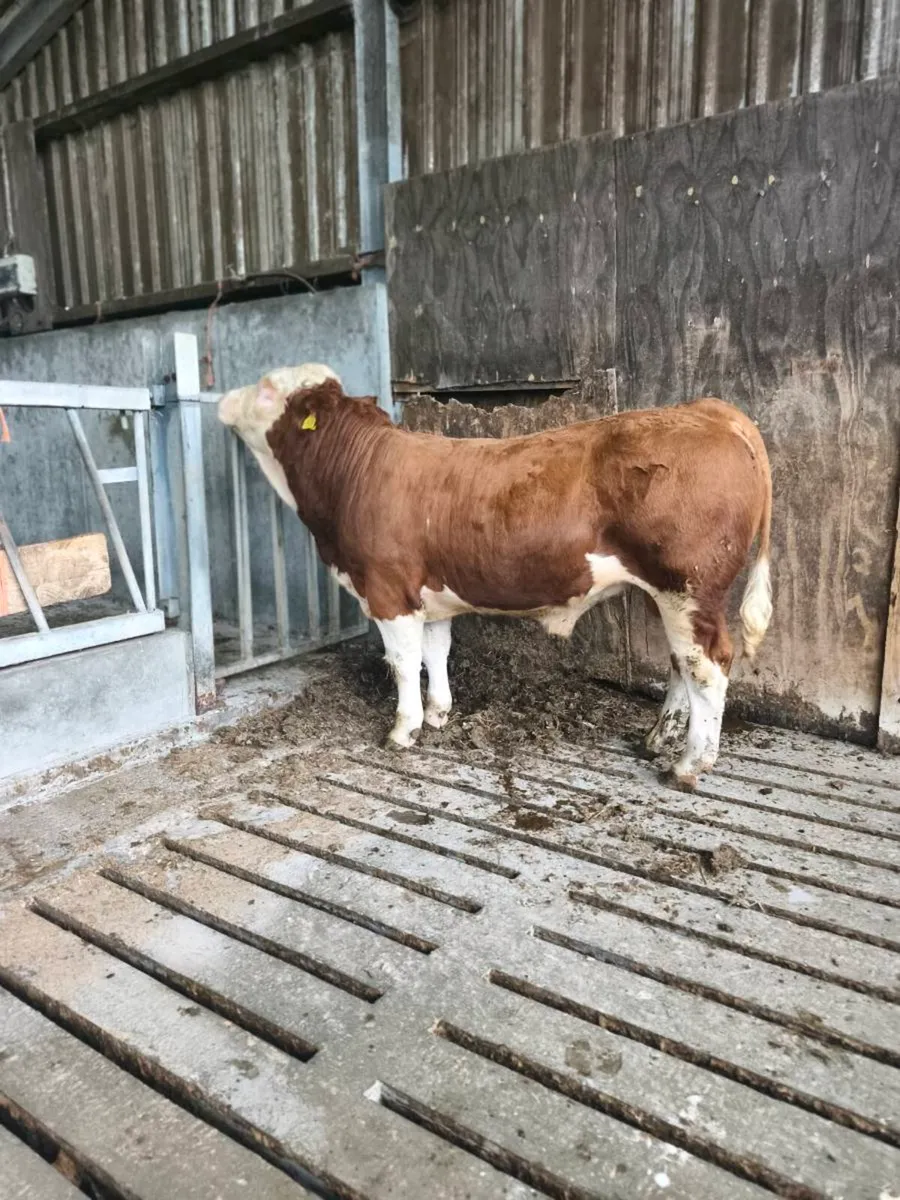 2 PB simmental bulls - Image 1