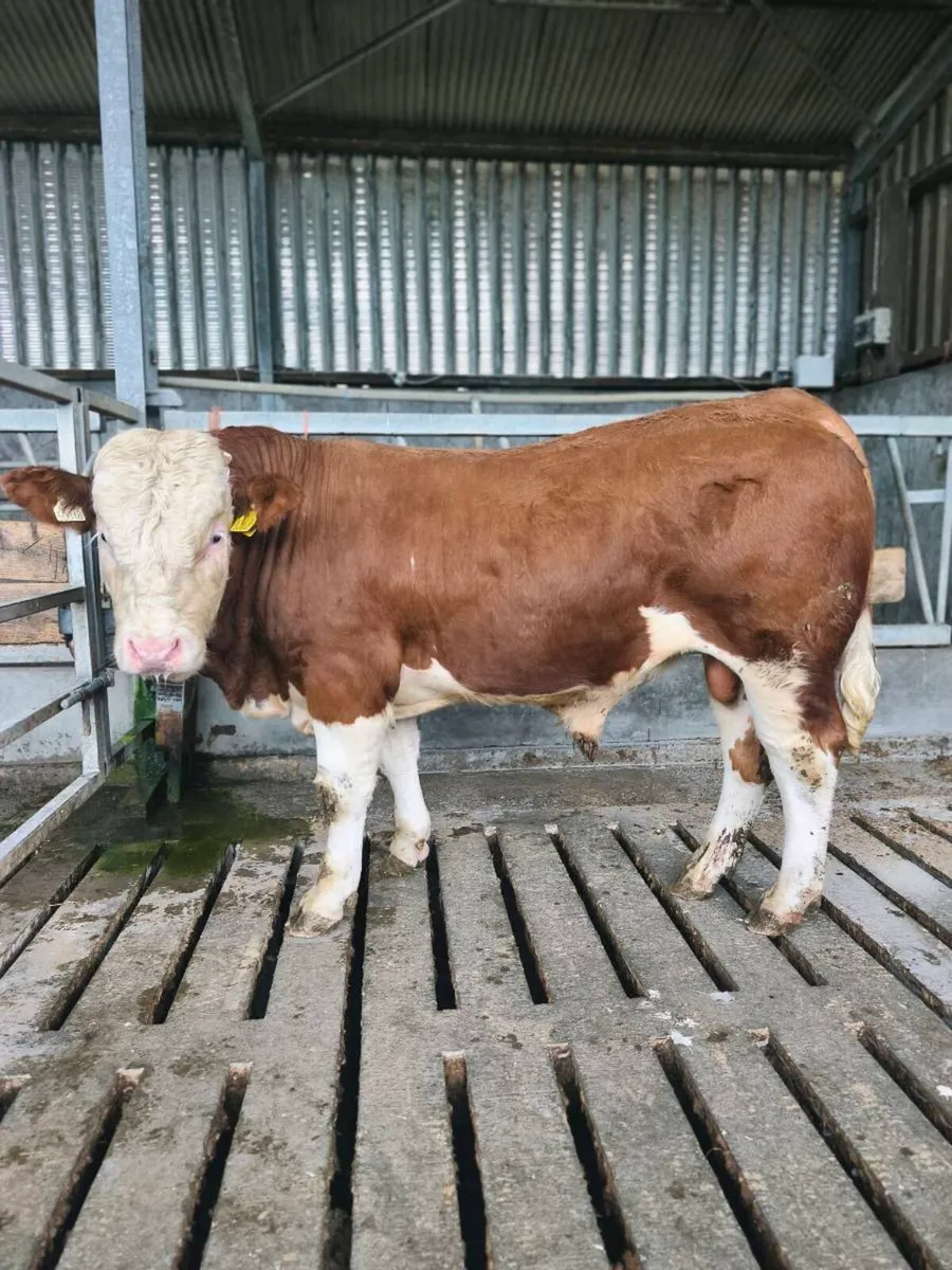 2 PB simmental bulls - Image 2