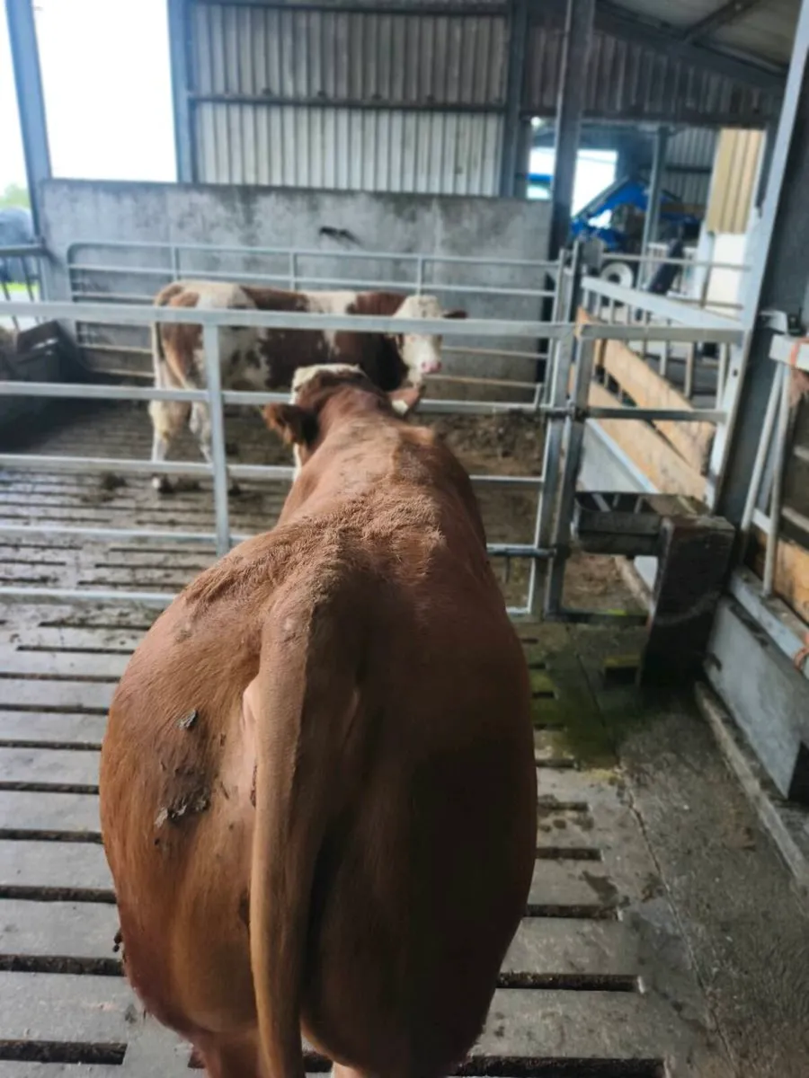 2 PB simmental bulls - Image 3
