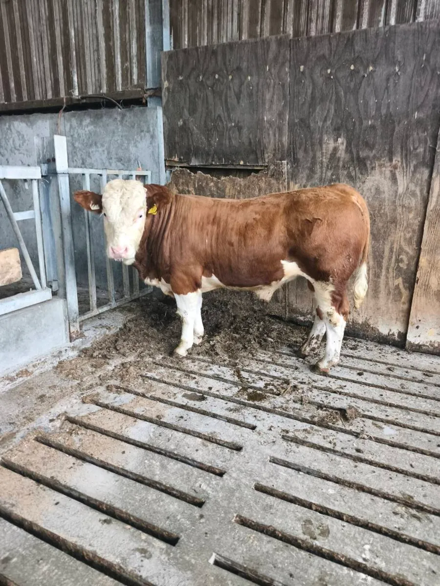 2 PB simmental bulls - Image 4