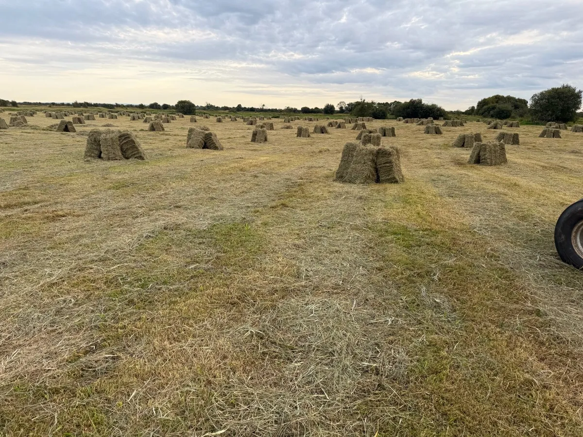 Square bales Hay - Image 4