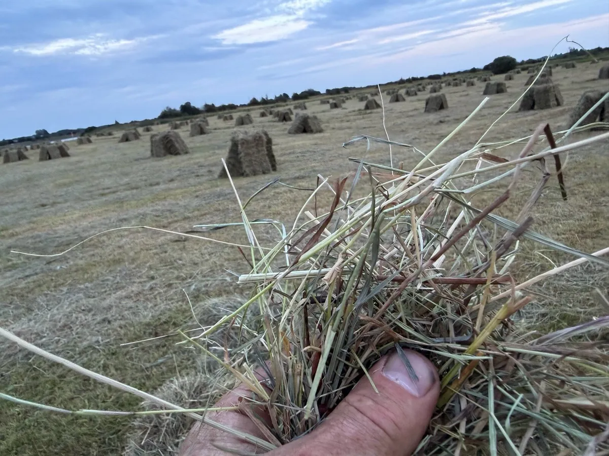 Square bales Hay - Image 1