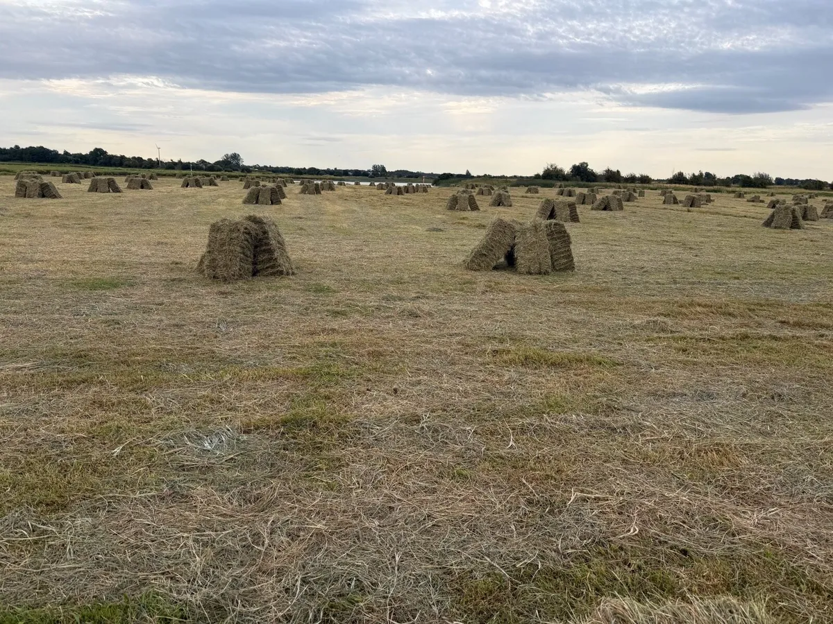 Square bales Hay - Image 3