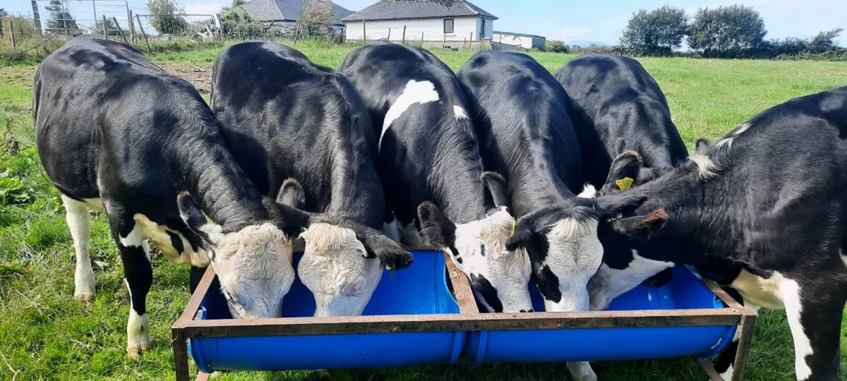 Breeding/Beef heifers - Image 1