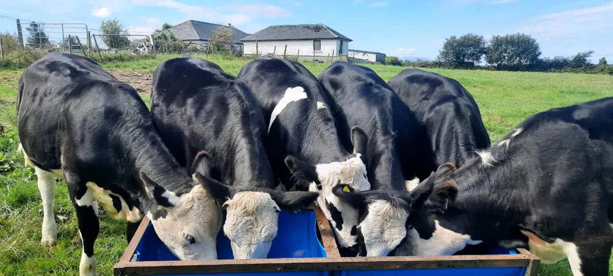Breeding/Beef heifers - Image 2