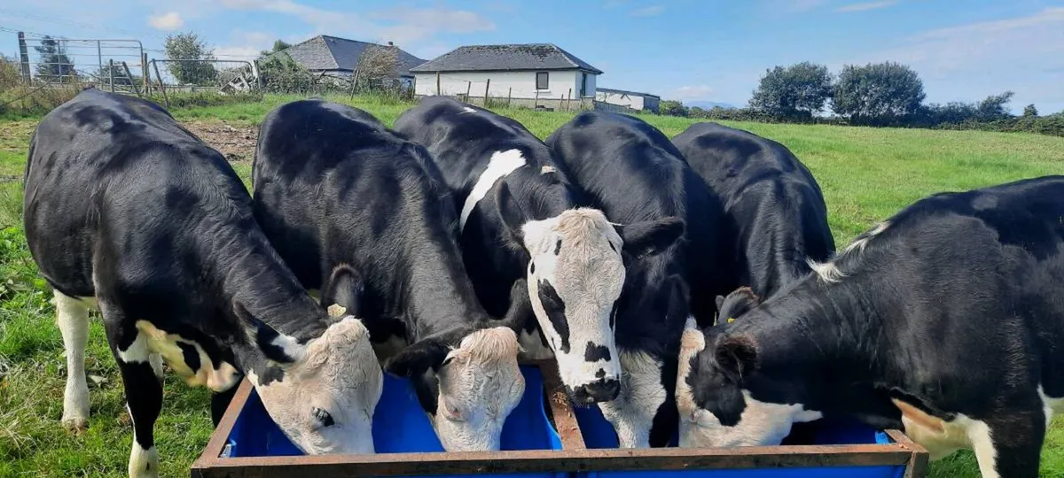 Breeding/Beef heifers - Image 3