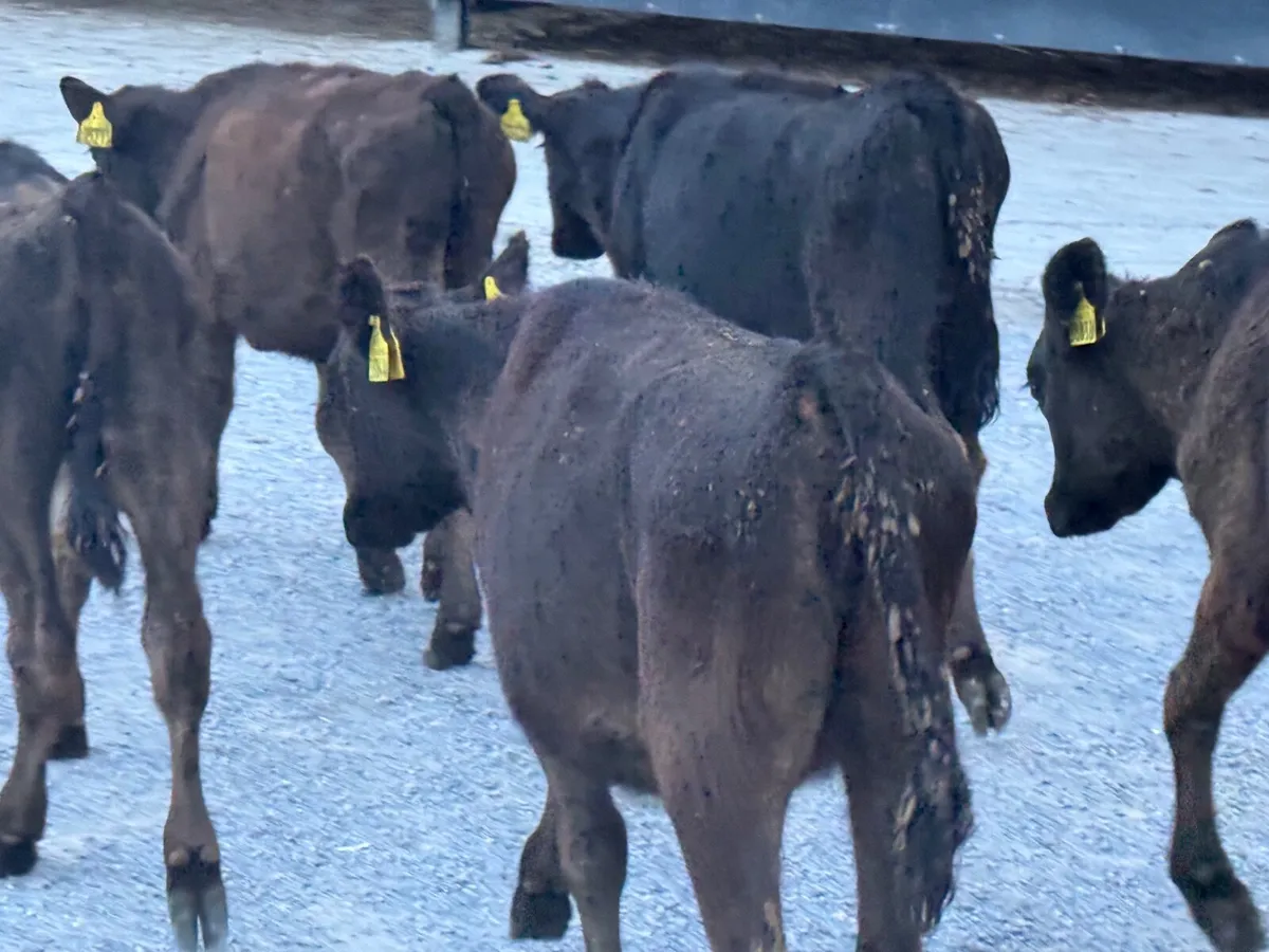 5  Aberdeen Angus Weanlings - Image 2