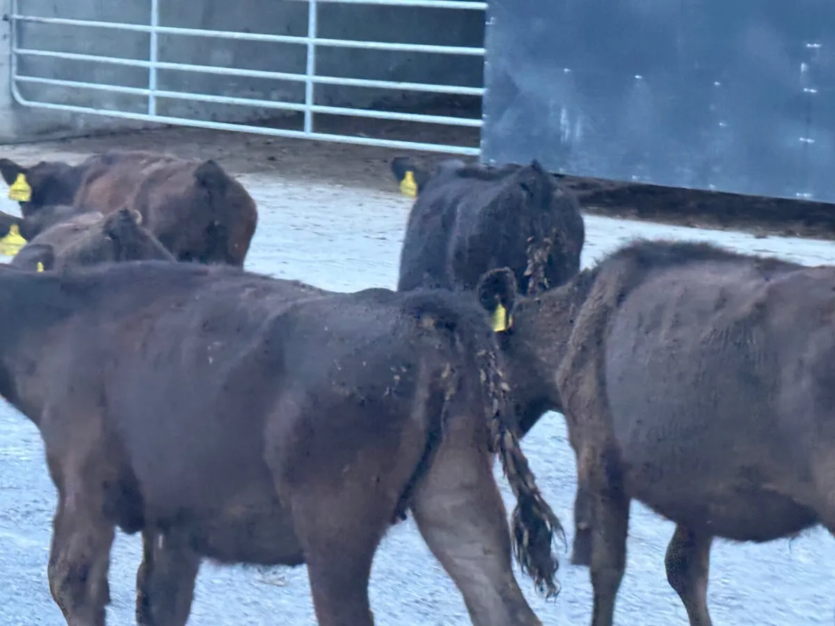 5  Aberdeen Angus Weanlings - Image 3