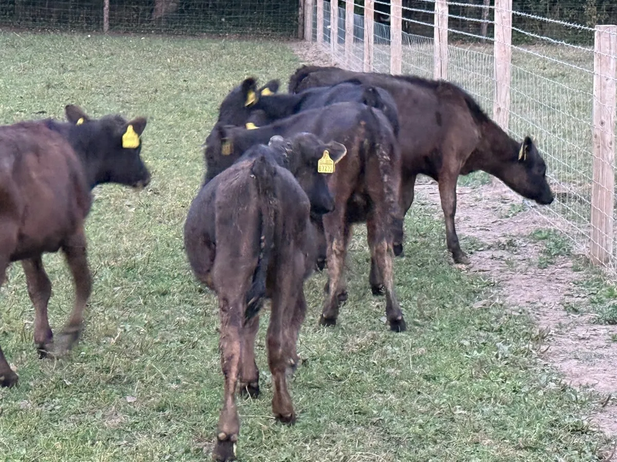 5  Aberdeen Angus Weanlings - Image 4