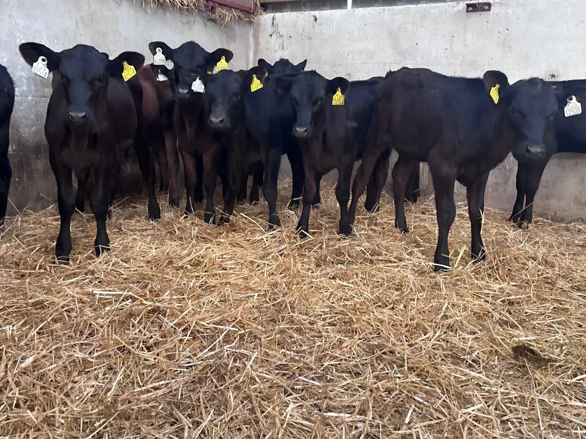10 reared angus heifer calves for sale - Image 1