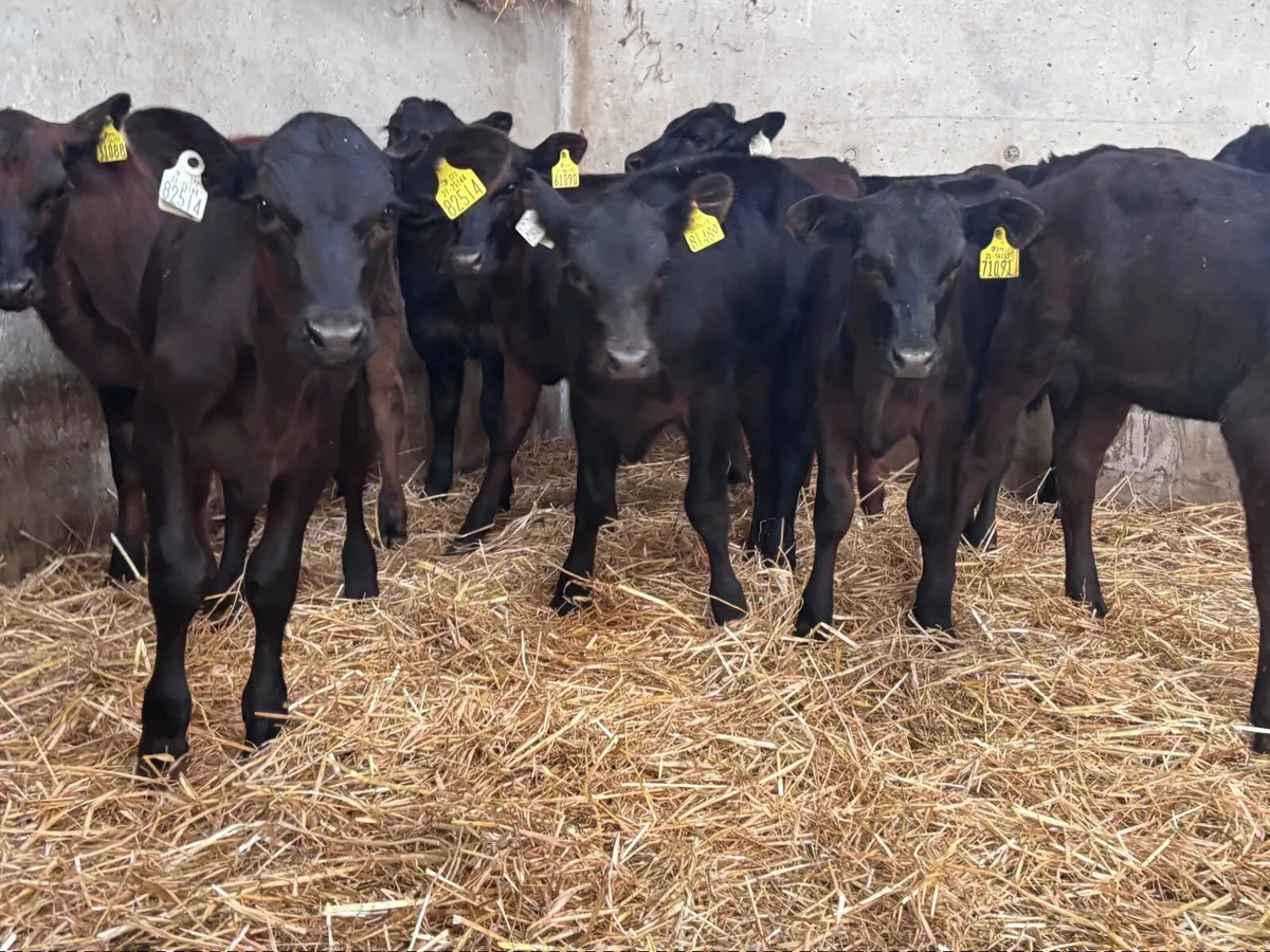 10 reared angus heifer calves for sale - Image 3