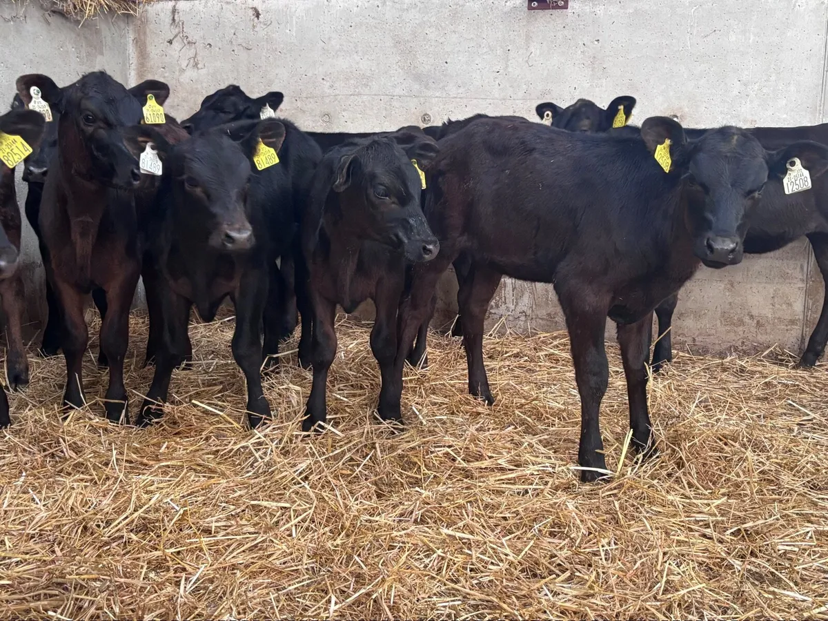 10 reared angus heifer calves for sale - Image 4