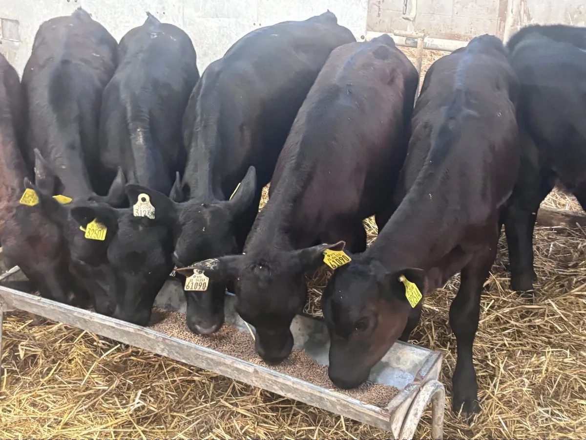 10 reared angus heifer calves for sale - Image 2