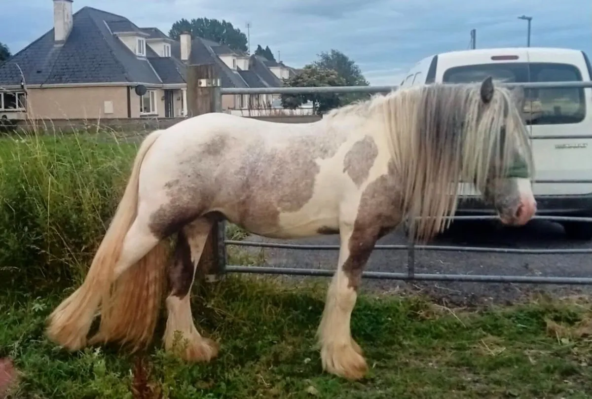 Gelding - Image 1