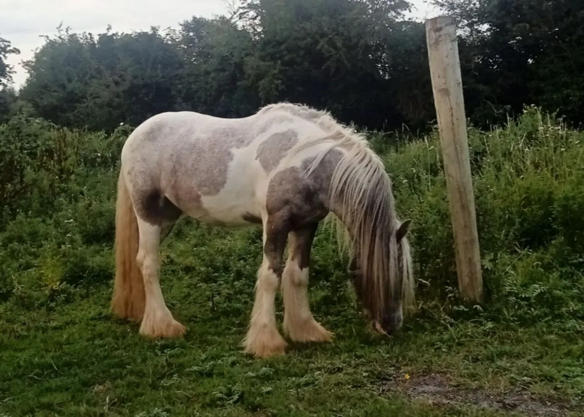 Gelding - Image 3