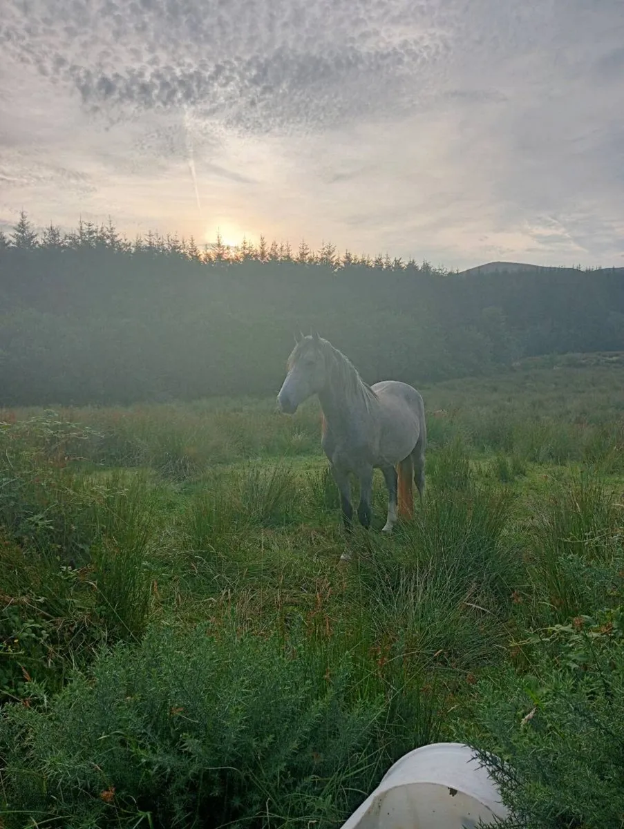 Horses - Image 1
