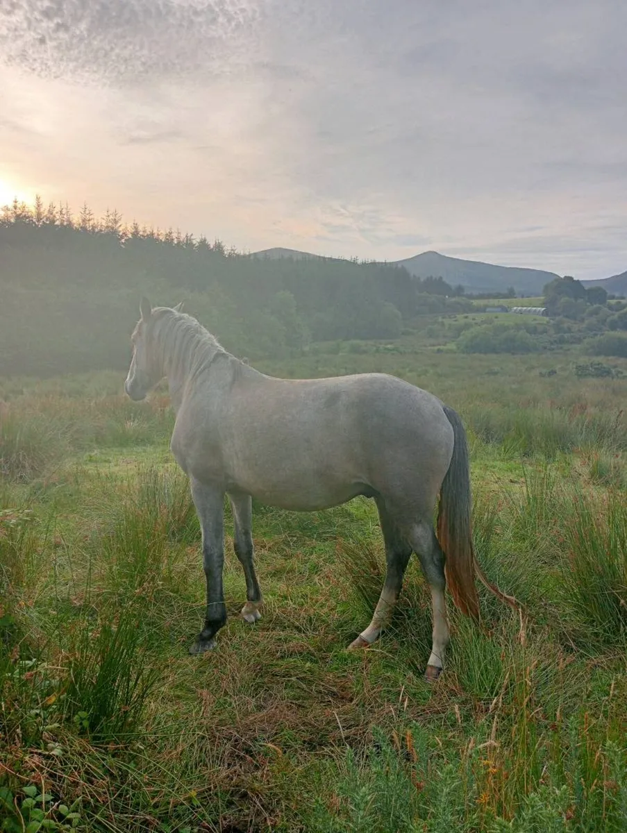 Horses - Image 3