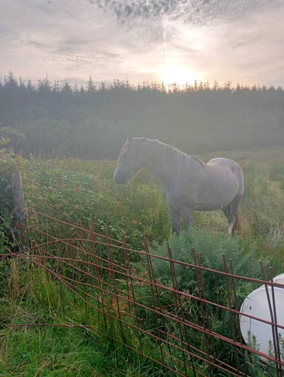 Horses - Image 2