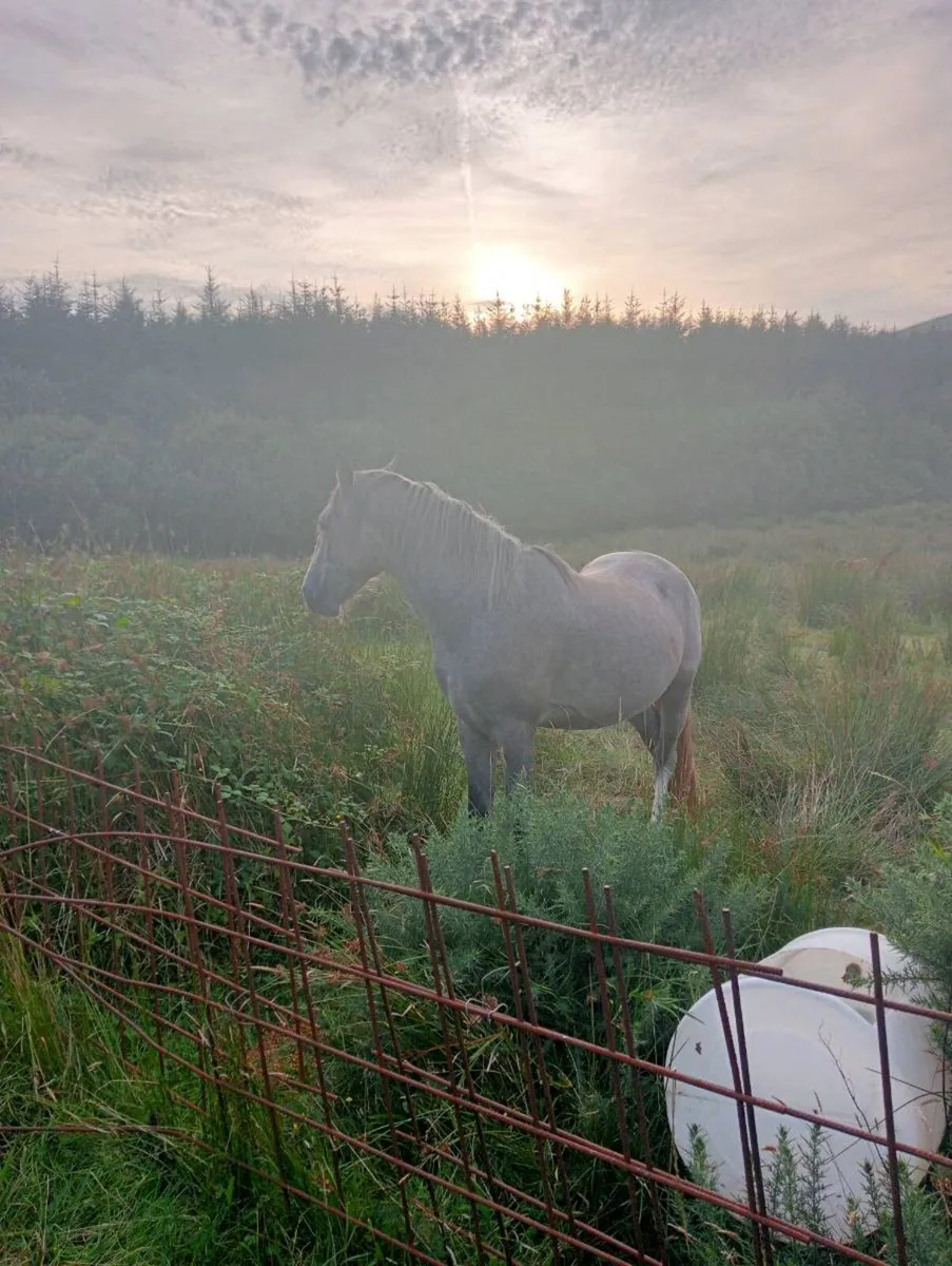 Horses - Image 4