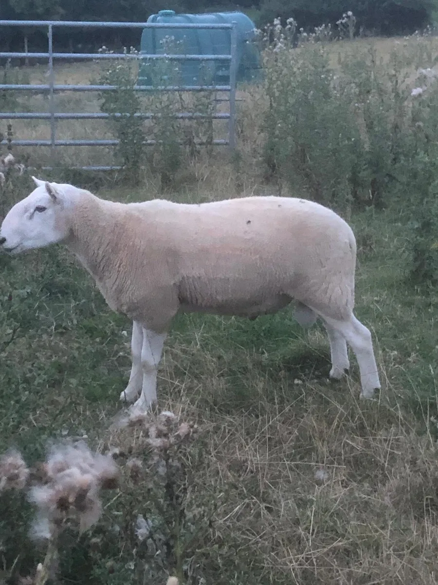 Cheviot Ram - Image 1