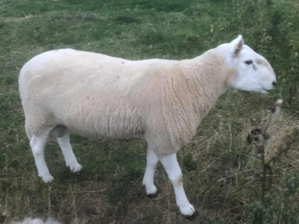 Cheviot Ram - Image 2