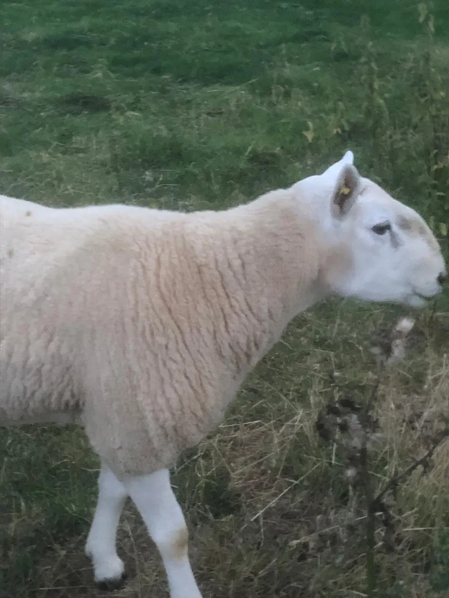 Cheviot Ram - Image 3