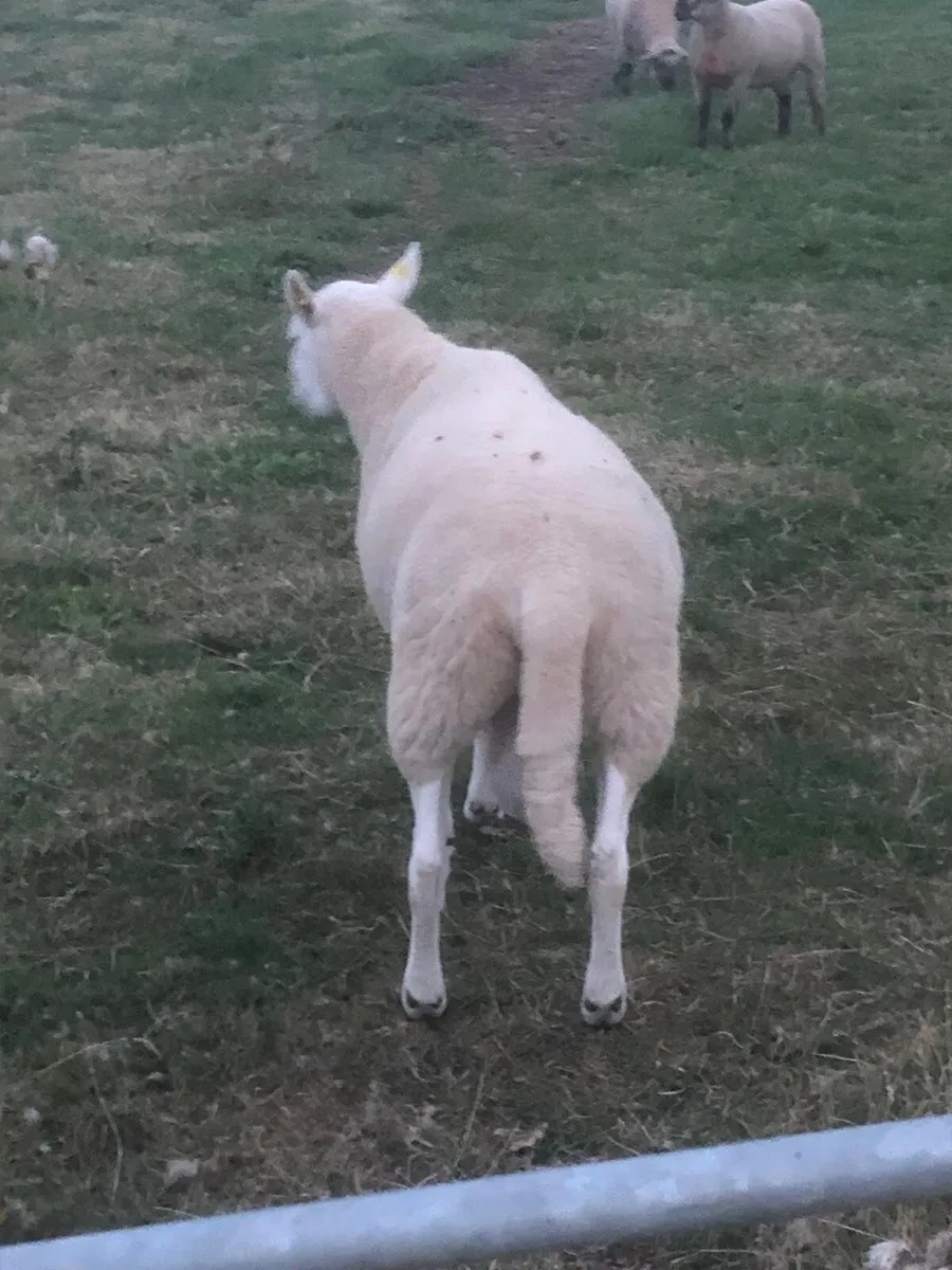 Cheviot Ram - Image 4
