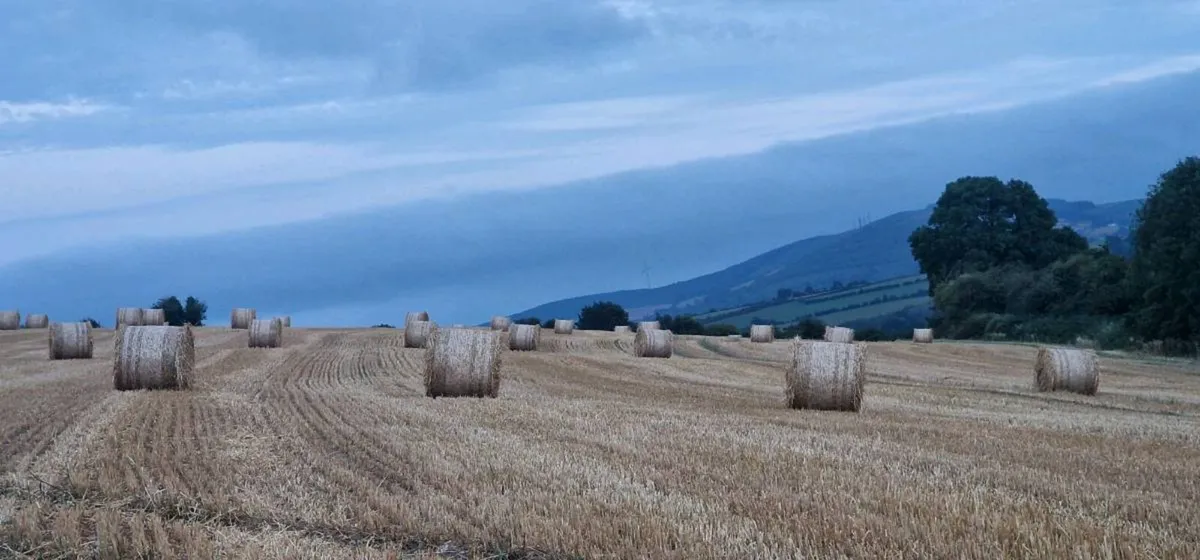Straw for sale - Image 1