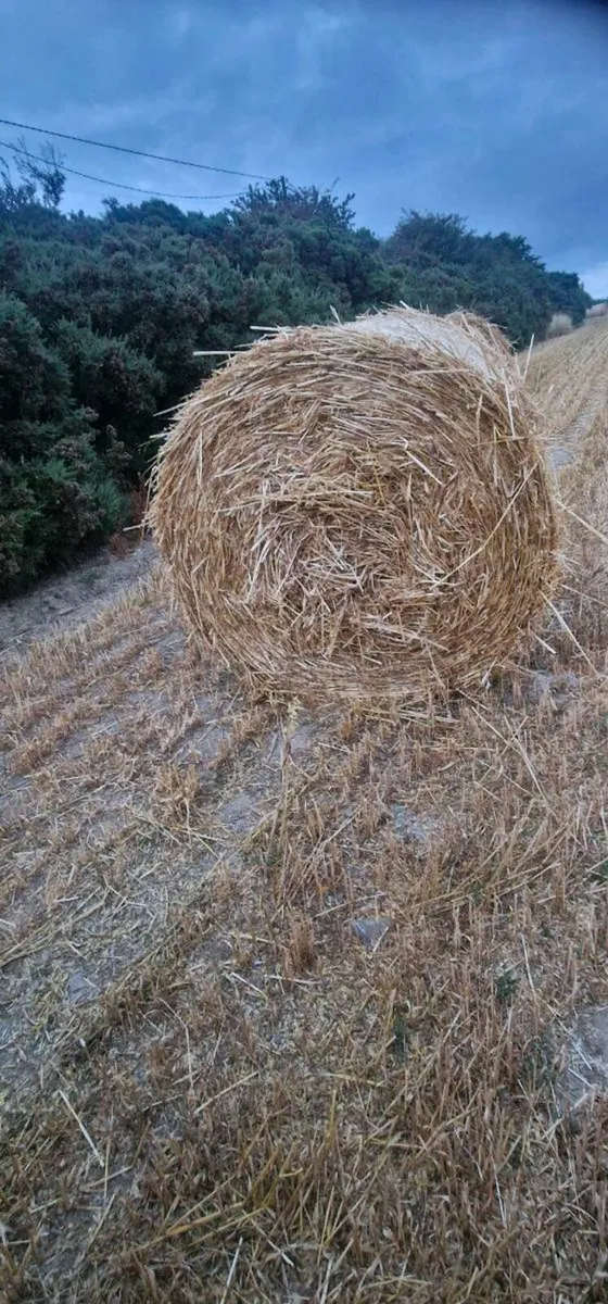 Straw for sale - Image 2