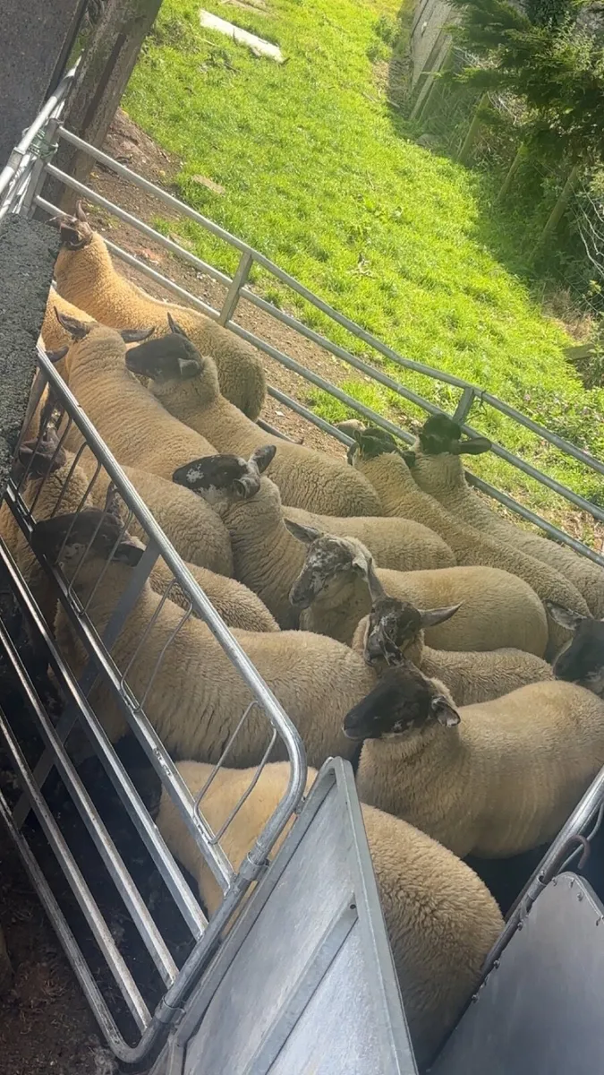 Suffolk Cheviot ewe lambs - Image 1