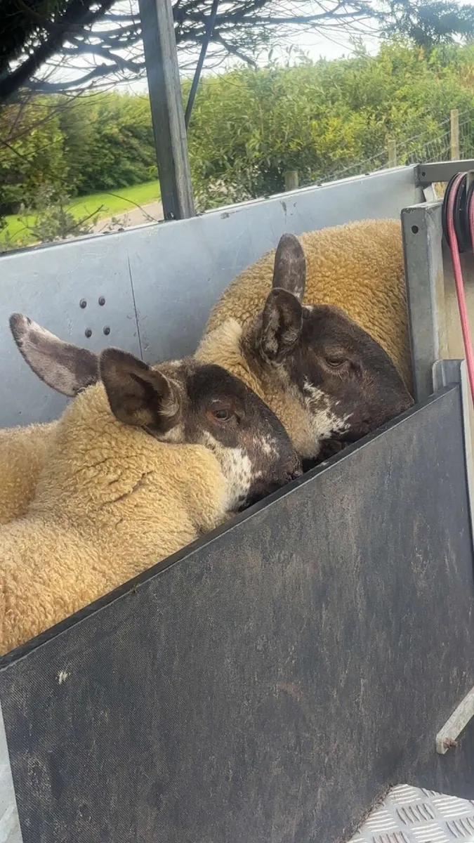 Suffolk Cheviot ewe lambs - Image 3