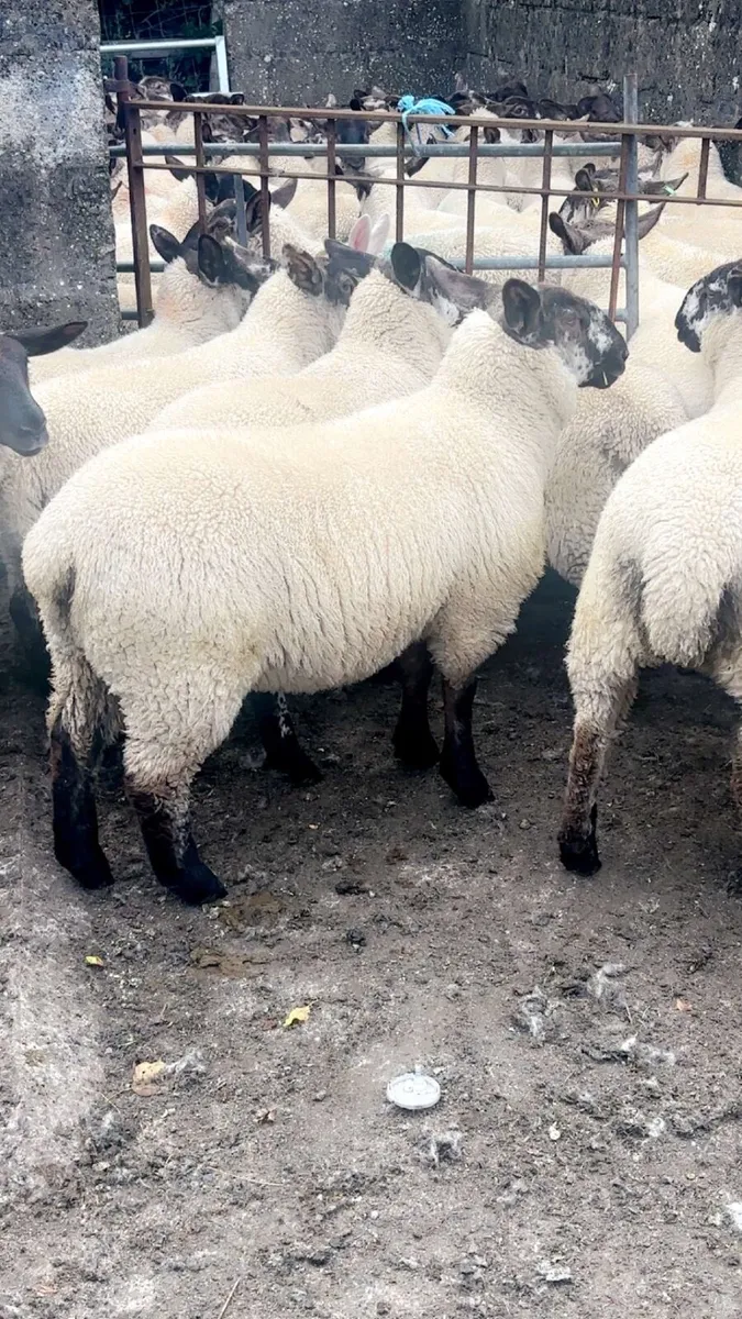 Suffolk Cheviot ewe lambs - Image 4