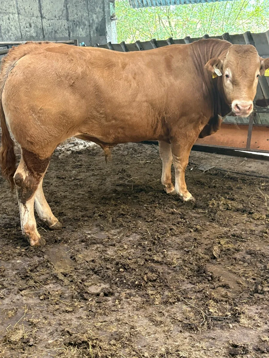 Purebred limousin bull - Image 1