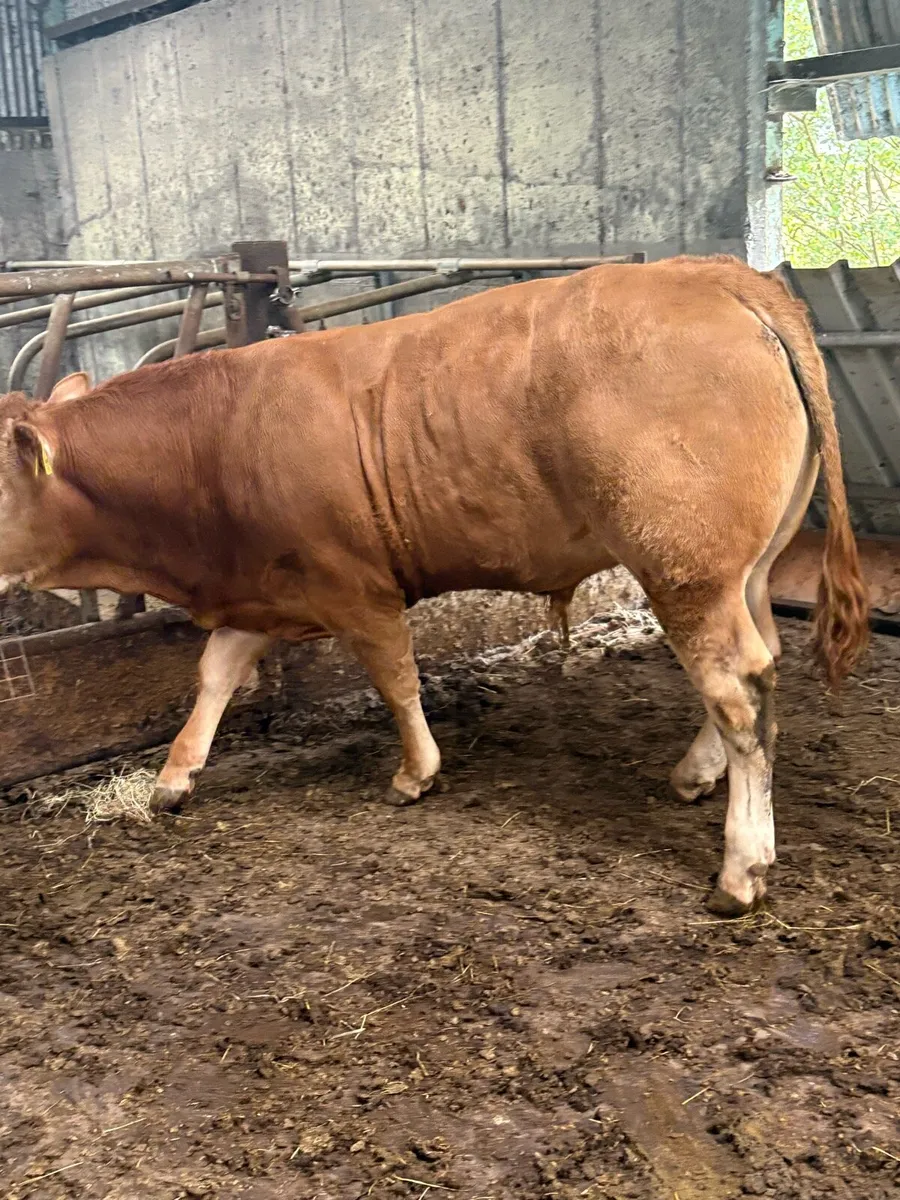 Purebred limousin bull - Image 2