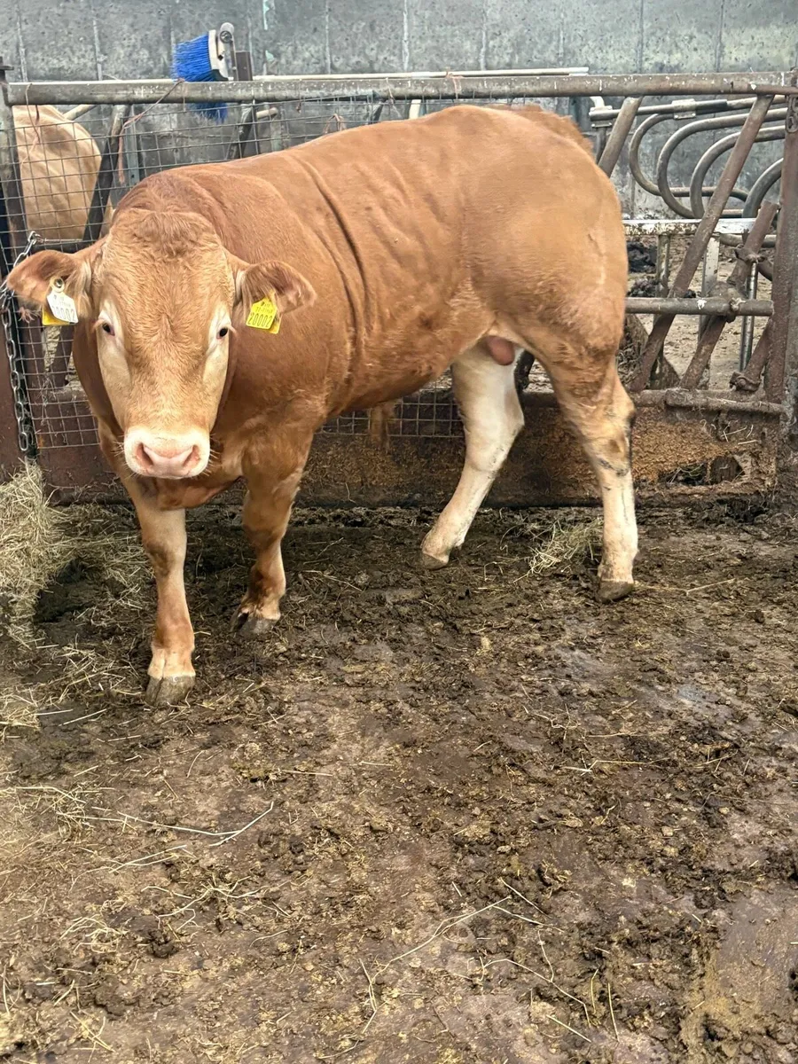 Purebred limousin bull - Image 3